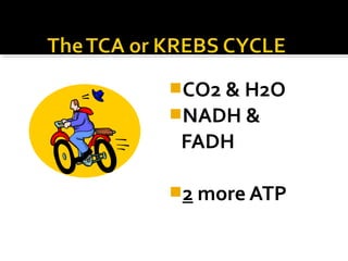 CO2 & H2O
NADH &
 FADH

2 more ATP
 