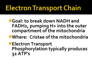Goal: to break down NADH and
 FADH2, pumping H+ into the outer
 compartment of the mitochondria
Where: Cristae of the mitochondria
Electron Transport
 Phosphorylation typically produces
 32 ATP's
 
