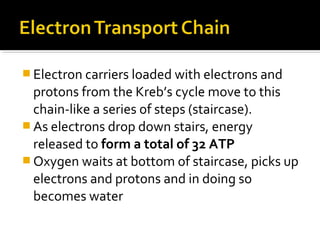  Electron carriers loaded with electrons and
  protons from the Kreb’s cycle move to this
  chain-like a series of steps (staircase).
 As electrons drop down stairs, energy
  released to form a total of 32 ATP
 Oxygen waits at bottom of staircase, picks up
  electrons and protons and in doing so
  becomes water
 