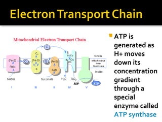  ATP is
 generated as
 H+ moves
 down its
 concentration
 gradient
 through a
 special
 enzyme called
 ATP synthase
 