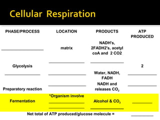 I. Draw and label the parts of a mitochondrion. Give the function of each part.
              II. Complete the table below on cellular respiration.




 PHASE/PROCESS                    LOCATION                        PRODUCTS                         ATP
                                                                                                PRODUCED
                                                                  NADH's,
___________________                  matrix                   2FADH2's, acetyl
                                                               coA and 2 CO2
                            ________________                  _______________
    Glycolysis                                                                                      2
 ________________           _________________                   Water, NADH,                _____________
                                                                    FADH
                            _________________                    NADH and                   _____________
Preparatory reaction                                            releases CO2
                            *Organism involve
   Fermentation             ________________                   Alcohol & CO2                    _________
                            ________________                  _______________
            Net total of ATP produced/glucose molecule =                                        __________
 