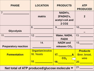 Cellular respiration 2012