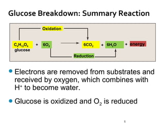 Glucose Breakdown: Summary Reaction
               Oxidation


 C6H12O6   +   6O2             6CO2    + 6H2O   + energy
 glucose
                           Reduction


 Electronsare removed from substrates and
 received by oxygen, which combines with
 H+ to become water.
 Glucose      is oxidized and O2 is reduced

                                                8
 