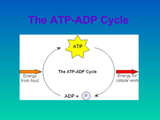 Chapter 7 - Cellular Respiration | PPT