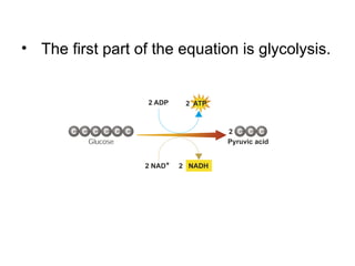 Lactic Acid Fermentation Equation After Glycolysis
