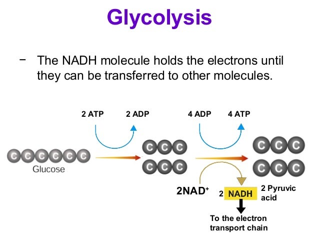 What is glycolysis followed by in the presence of oxygen?