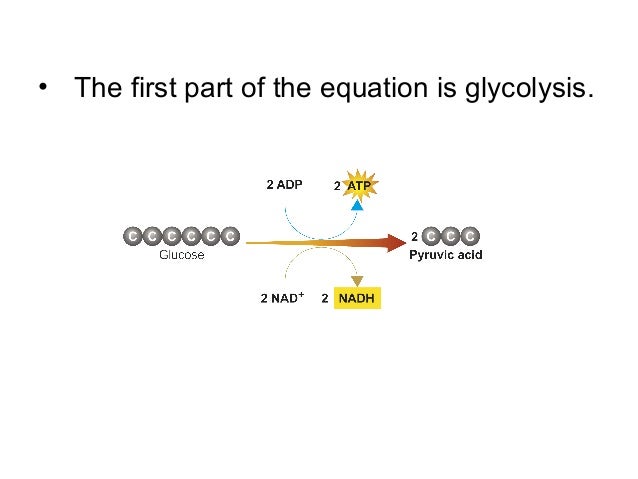 Chapter 7 Cellular Respiration