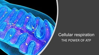Cellular respiration
THE POWER OF ATP
 