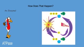 How Does That Happen?
An Enzyme!
 