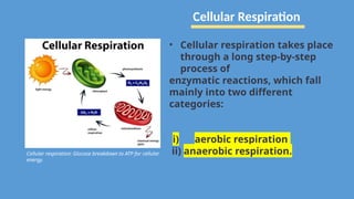 Cellular respiration: Glucose breakdown to ATP for cellular
energy.
• Cellular respiration takes place
through a long step-by-step
process of
enzymatic reactions, which fall
mainly into two different
categories:
i) aerobic respiration
ii) anaerobic respiration.
Cellular Respiration
 