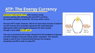 ATP: The Energy Currency
Adenosine triphosphate (ATP) is the common energy
currency used by cells. All living cells need ATP to perform
the needed activities to sustain life. The more active a cell is,
the more ATP it needs. However, cells do not store large amounts of ready-to-
use ATP. Instead, they constantly regenerate ATP using adenosine
diphosphate (ADP) and inorganic phosphate (Pi) when needed,
through a cycle called the ATP cycle.
This cycle is powered by the energy released from the breakdown of glucose
and other biological molecules during cellular respiration. This released
energy is used to form a chemical bond between the inorganic
phosphate and ADP in order to make ATP.
 
