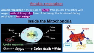 Aerobic respiration
Aerobic respiration is the release of energy from glucose by reacting with
oxygen inside all living cells. Some of the energy that is released during
respiration is heat energy.
Inside the Mitochondria
 