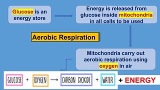 Glucose is an
energy store
Mitochondria carry out
aerobic respiration using
oxygen in air
+ ENERGY
Aerobic Respiration
Energy is released from
glucose inside mitochondria
in all cells to be used
 