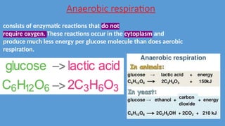 Anaerobic respiration
consists of enzymatic reactions that do not
require oxygen. These reactions occur in the cytoplasm and
produce much less energy per glucose molecule than does aerobic
respiration.
 