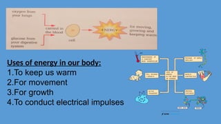 Uses of energy in our body:
1.To keep us warm
2.For movement
3.For growth
4.To conduct electrical impulses
 