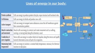 Uses of energy in our body:
 