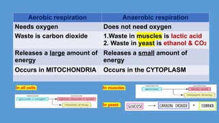 Aerobic respiration Anaerobic respiration
Needs oxygen Does not need oxygen
Waste is carbon dioxide 1.Waste in muscles is lactic acid
2. Waste in yeast is ethanol & CO2
Releases a large amount of
energy
Releases a small amount of
energy
Occurs in MITOCHONDRIA Occurs in the CYTOPLASM
In muscles:
In yeast :
In all cells:
 