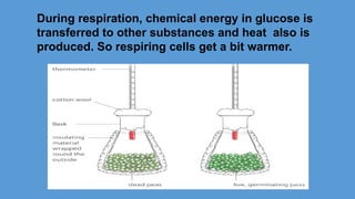 During respiration, chemical energy in glucose is
transferred to other substances and heat also is
produced. So respiring cells get a bit warmer.
 