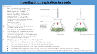Investigating respiration in seeds
 
