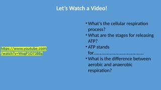 https://www.youtube.com
/watch?v=WsqP1O7388g
Let’s Watch a Video!
• What’s the cellular respiration
process?
• What are the stages for releasing
ATP?
• ATP stands
for……………………………………..
• What is the difference between
aerobic and anaerobic
respiration?
 