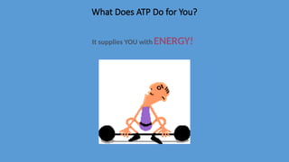 What Does ATP Do for You?
It supplies YOU with ENERGY!
 