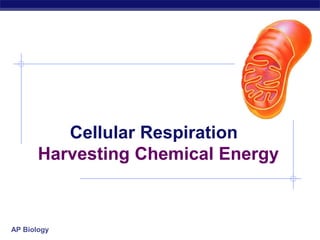 AP Biology
Cellular Respiration
Harvesting Chemical Energy
 
