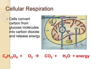 Cellular Respiration
 Cells convert
carbon from
glucose molecules
into carbon dioxide
and release energy
C6H12O6 + 6 O2  6 CO2 + 6 H2O + energy
 