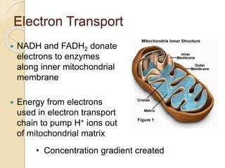 Electron Transport
 NADH and FADH2 donate
electrons to enzymes
along inner mitochondrial
membrane
 Energy from electrons
used in electron transport
chain to pump H+ ions out
of mitochondrial matrix
• Concentration gradient created
 