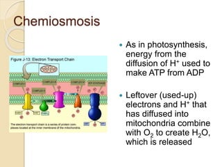 Chemiosmosis
 As in photosynthesis,
energy from the
diffusion of H+ used to
make ATP from ADP
 Leftover (used-up)
electrons and H+ that
has diffused into
mitochondria combine
with O2 to create H2O,
which is released
 
