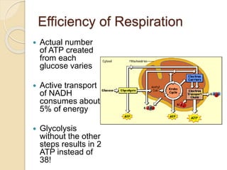 Efficiency of Respiration
 Actual number
of ATP created
from each
glucose varies
 Active transport
of NADH
consumes about
5% of energy
 Glycolysis
without the other
steps results in 2
ATP instead of
38!
 