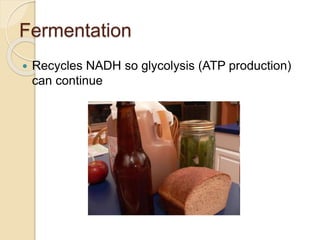 Fermentation
 Recycles NADH so glycolysis (ATP production)
can continue
 