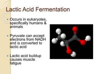 Lactic Acid Fermentation
 Occurs in eukaryotes,
specifically humans &
animals
 Pyruvate can accept
electrons from NADH
and is converted to
lactic acid
 Lactic acid buildup
causes muscle
fatigue
 