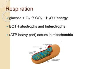 Respiration
 glucose + O2  CO2 + H2O + energy
 BOTH atuotrophs and heterotrophs
 (ATP-heavy part) occurs in mitochondria
 