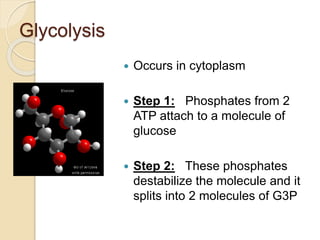 Glycolysis
 Occurs in cytoplasm
 Step 1: Phosphates from 2
ATP attach to a molecule of
glucose
 Step 2: These phosphates
destabilize the molecule and it
splits into 2 molecules of G3P
 