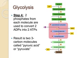Glycolysis
 Step 4: 2
phosphates from
each molecule are
used to convert 2
ADPs into 2 ATPs
 Result is two 3-
carbon molecules
called “pyruvic acid”
or “pyruvate”
 