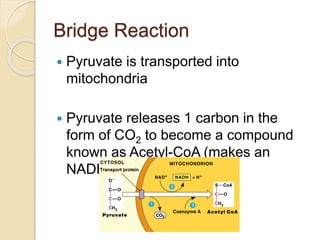 Bridge Reaction
 Pyruvate is transported into
mitochondria
 Pyruvate releases 1 carbon in the
form of CO2 to become a compound
known as Acetyl-CoA (makes an
NADH)
 
