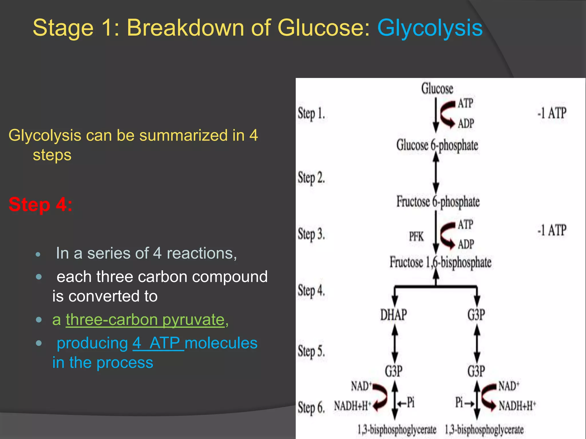 Cellular respiration in detail | PPTX