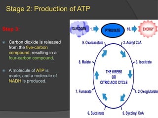 Cellular respiration in detail | PPTX