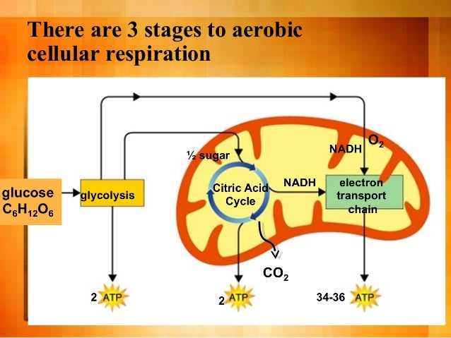Cellular respiration introduction general for 9th grade ...