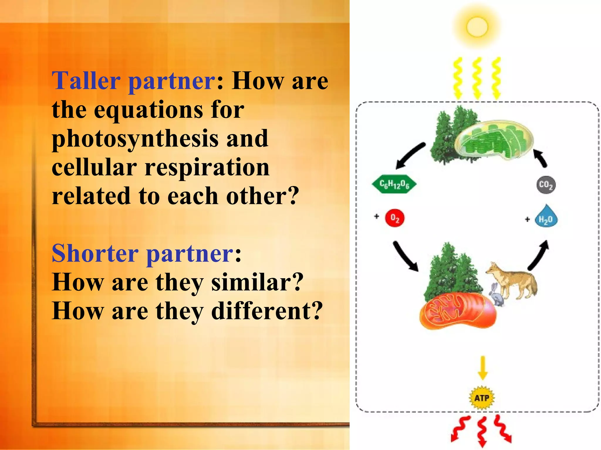 Taller partner: How are
the equations for
photosynthesis and
cellular respiration
related to each other?
Shorter partner:
How are they similar?
How are they different?
 