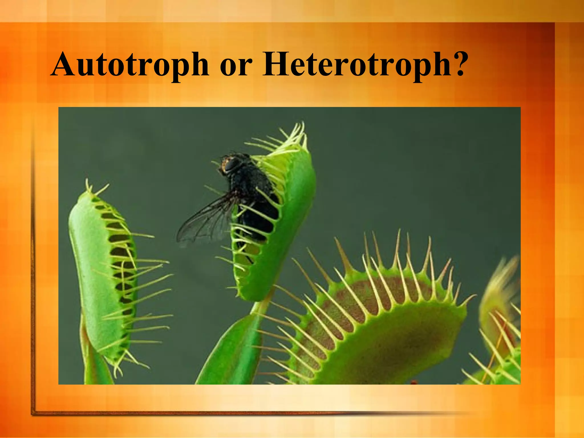 Autotroph or Heterotroph?
 