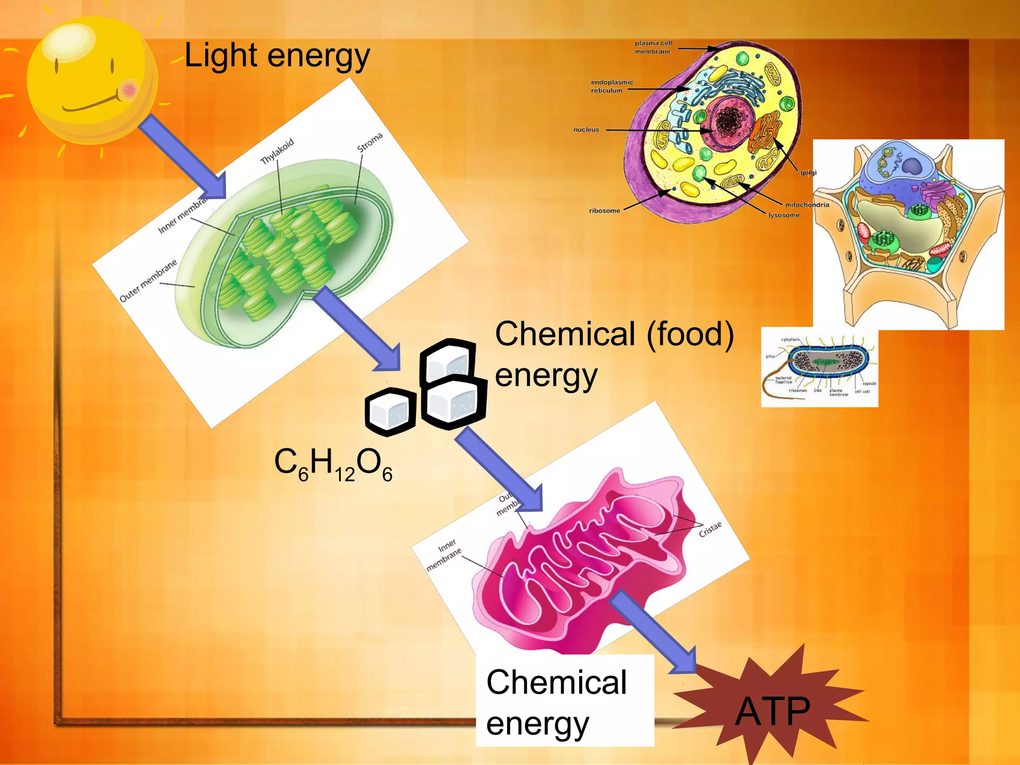 C6H12O6
ATP
Light energy
Chemical (food)
energy
Chemical
energy
 