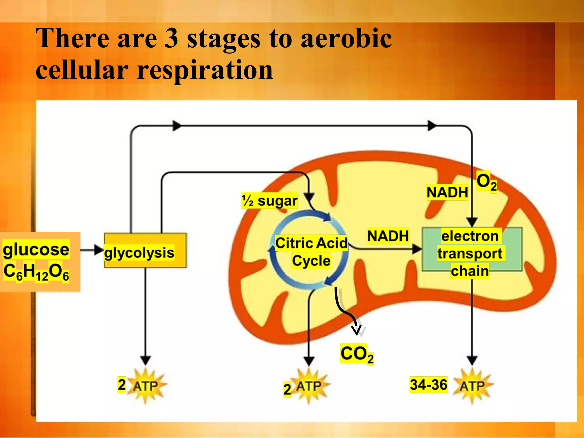 There are 3 stages to aerobic
cellular respiration
 