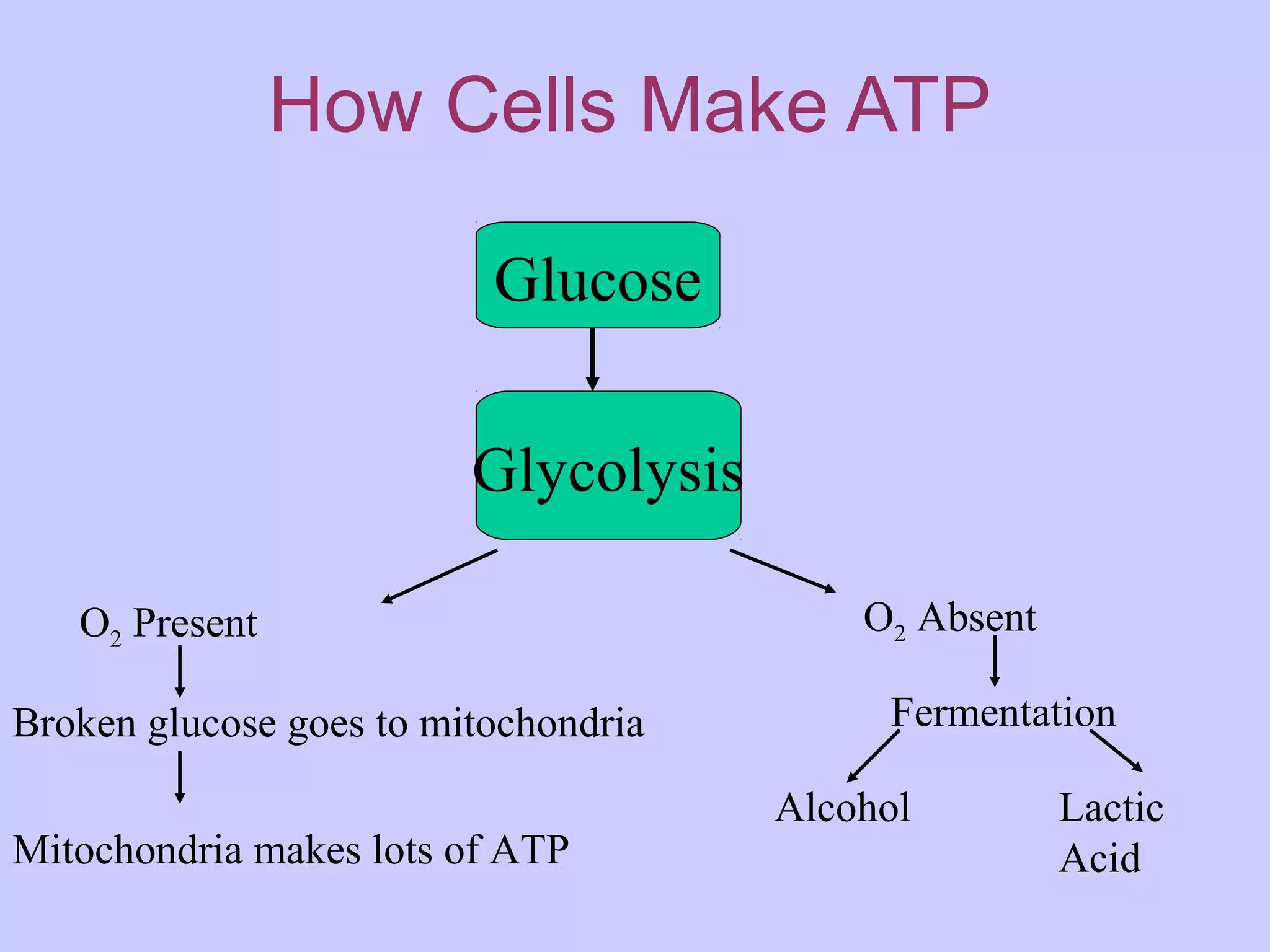 How Cells Make ATP
Glucose
Glycolysis
O2 Present O2 Absent
Broken glucose goes to mitochondria
Mitochondria makes lots of ATP
Fermentation
Alcohol Lactic
Acid
 