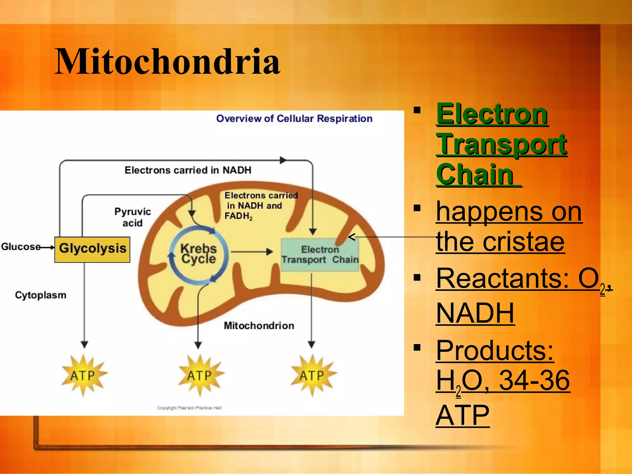 Mitochondria
 ElectronElectron
TransportTransport
ChainChain
 happens on
the cristae
 Reactants: O2,
NADH
 Products:
H2O, 34-36
ATP
 