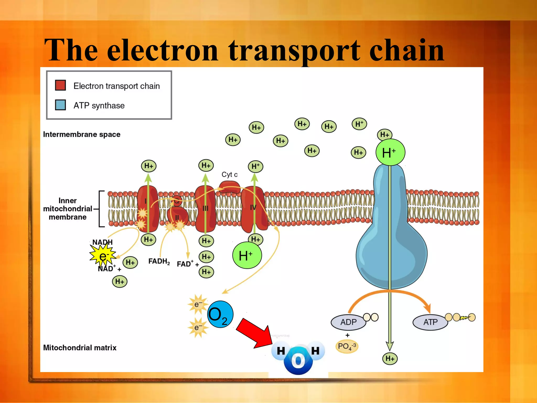 The electron transport chain
O2
e-
H+
H+
 