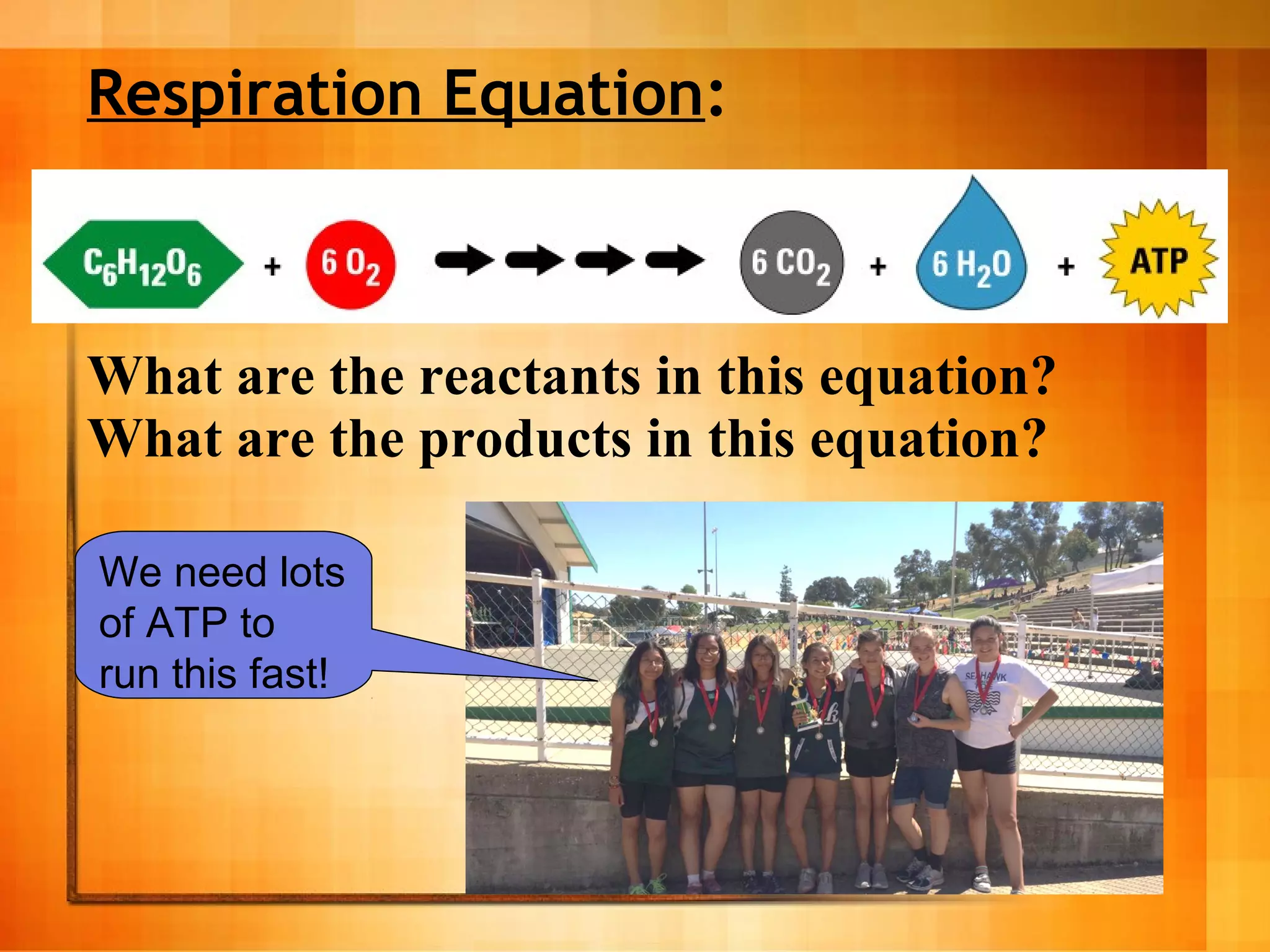 Respiration Equation:
What are the reactants in this equation?
What are the products in this equation?
We need lots
of ATP to
run this fast!
 