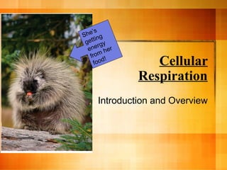 Cellular
Respiration
Introduction and Overview
She’s
getting
energy
from her
food!
 