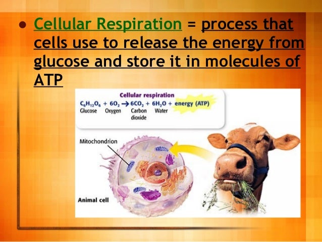 Cellular Respiration Introduction For 9th Grade Biology