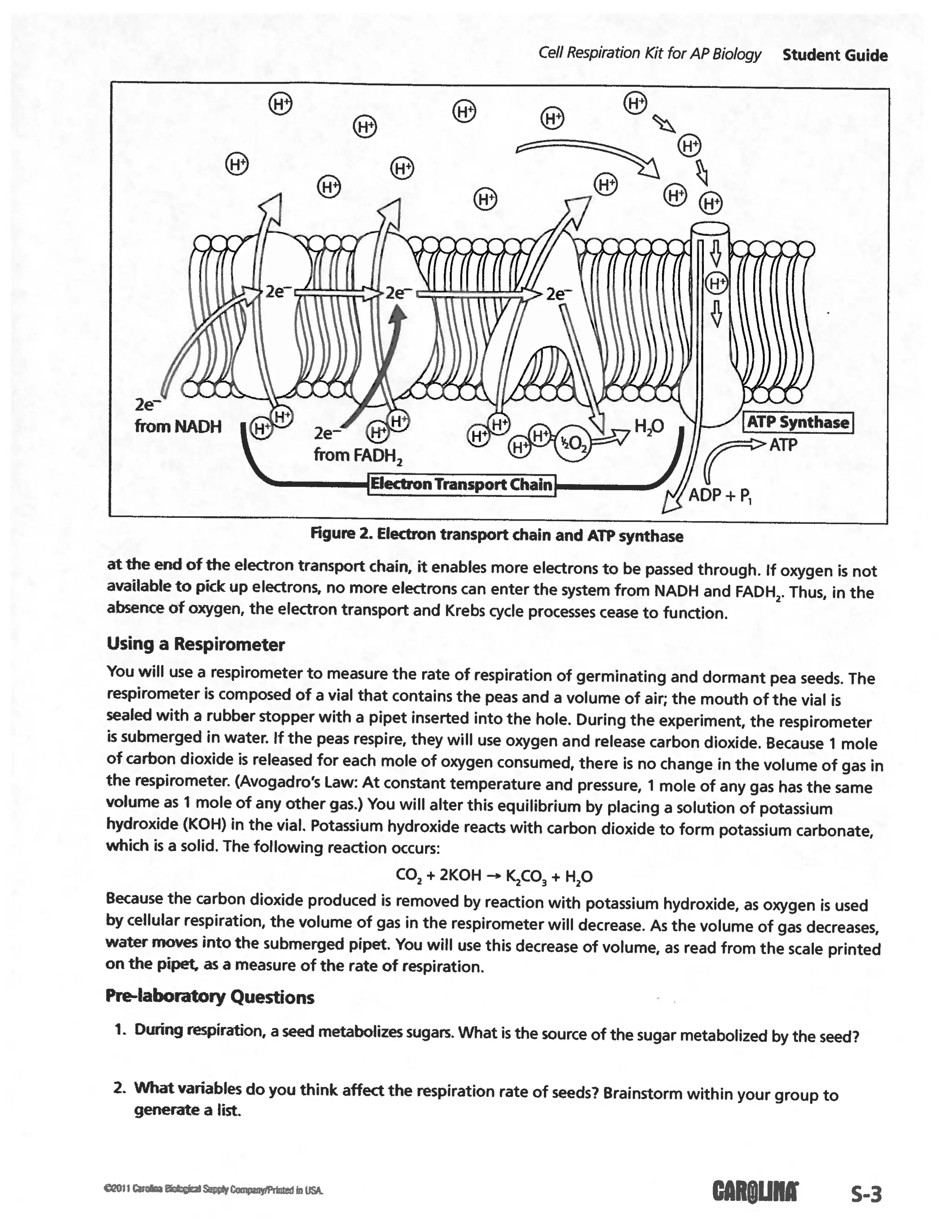 Cellular respiration lab